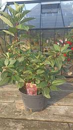 Hydrangea wim's red, Tuin en Terras, Planten | Tuinplanten, Ophalen