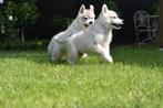 Husky pups FCI Stamboom Reu, Plusieurs, Chien de traîneau, Belgique, 8 à 15 semaines