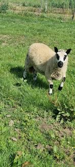 Kerry hill ooi te koop, Dieren en Toebehoren, Schapen, Geiten en Varkens, Vrouwelijk, Schaap, 0 tot 2 jaar