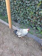 Wyandotte krielhaan, Dieren en Toebehoren