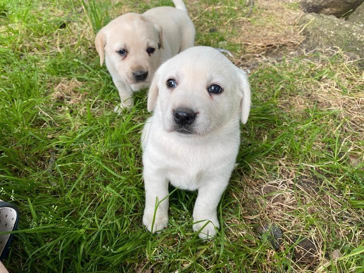 Labradorpups, Dieren en Toebehoren, Honden | Retrievers, Spaniëls en Waterhonden, Meerdere dieren, Fokker | Hobbymatig, Meerdere