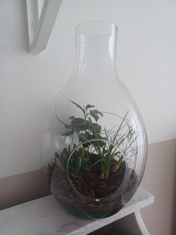 Nieuwe thuis gezocht voor plantjes en terrarium  beschikbaar voor biedingen