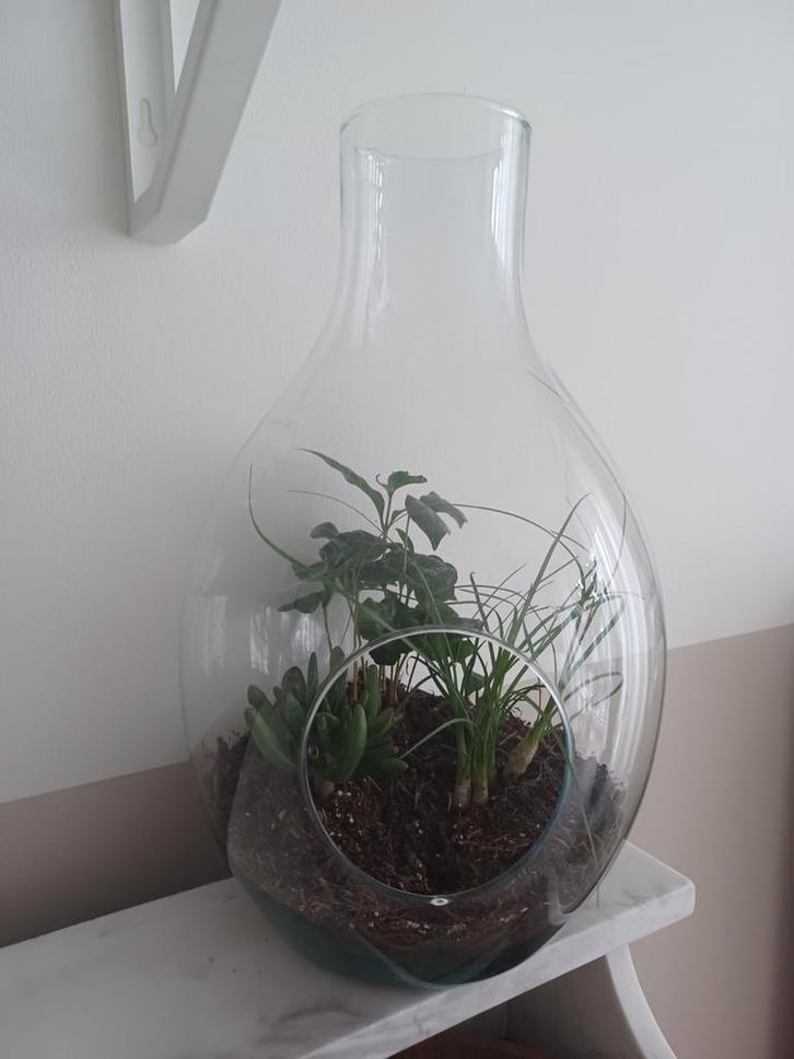 Nieuwe thuis gezocht voor plantjes en terrarium, Huis en Inrichting, Kamerplanten, Overige soorten, Minder dan 100 cm, Groene kamerplant
