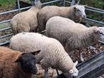 Jong schapen (swifter) te koop (Ram & Ooi), Dieren en Toebehoren, Schapen, Geiten en Varkens, Meerdere dieren, Schaap, 0 tot 2 jaar