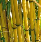 Gele bamboe, Vaste plant, Bloeit niet, Halfschaduw, Ophalen