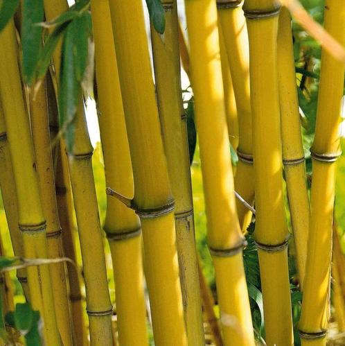 Gele bamboe, Tuin en Terras, Planten | Tuinplanten, Vaste plant, Overige soorten, Halfschaduw, Bloeit niet, Ophalen