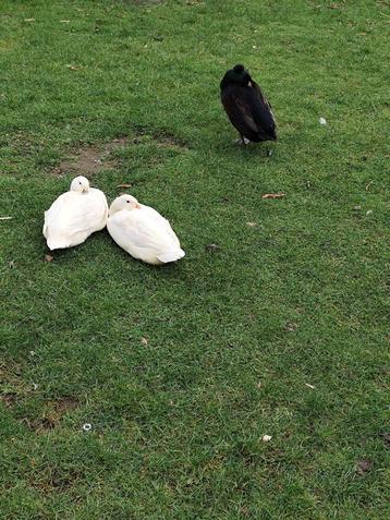 Indische loopeenden  beschikbaar voor biedingen