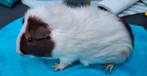 Ridgeback beertje choco rood wit maart 2025, Maart, Mannelijk, Cavia
