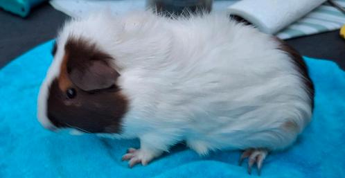 Ridgeback beertje choco rood wit maart 2025, Dieren en Toebehoren, Knaagdieren, Mannelijk, Cavia, Maart
