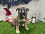 Chiots Swiss Shepherd Cross x Australian Shepherd, Parvovirose, Plusieurs, Belgique, Plusieurs animaux