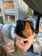 Mannelijke cavia, Dieren en Toebehoren, Knaagdieren, Cavia, Mannelijk, Tam, September