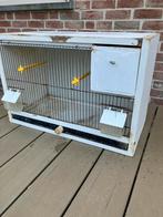 4 VOGEL KWEEKKOOIEN VOOR 40 EURO, Dieren en Toebehoren, Ophalen, Gebruikt, Hout, Overige typen