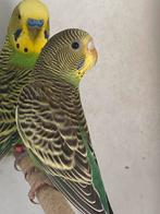 Wildkleur (groene) grasparkieten, Dieren en Toebehoren, Meerdere dieren, Parkiet, Geringd