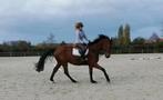 Recreatie paard, Dieren en Toebehoren, Paarden, Ruin, 170 tot 175 cm, Recreatiepaard, 7 tot 10 jaar