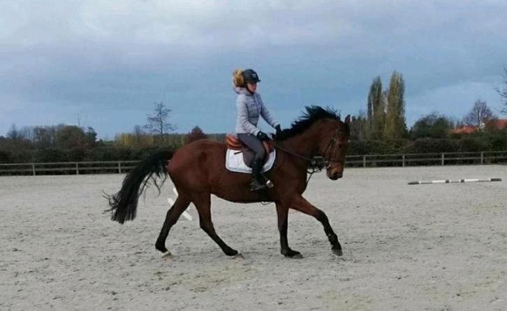 Recreatie paard, Dieren en Toebehoren, Paarden, Ruin, 170 tot 175 cm, 7 tot 10 jaar, Recreatiepaard