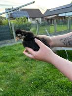 Zijdehoentjes, Dieren en Toebehoren, Pluimvee, Geslacht onbekend, Kip