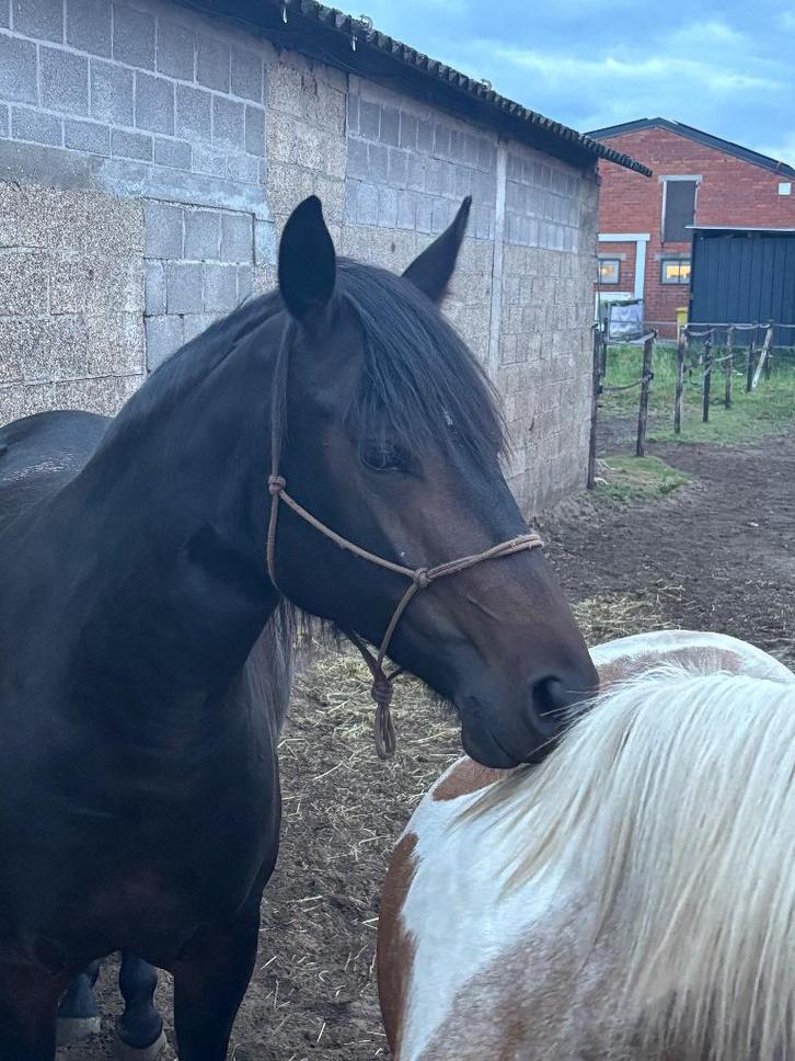 Paard, Dieren en Toebehoren, Paarden, Merrie, Minder dan 160 cm, 3 tot 6 jaar, Recreatiepaard, Gechipt, Ontwormd, Ingeënt