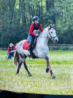 Doorrijden en op wedstrijd uitbrengen van pony’s en paarden