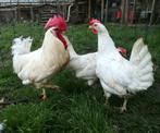 Œufs de Poule Azur, Kip
