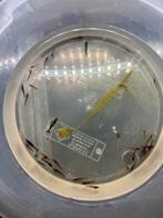 +30 vuurgarnalen, Animaux & Accessoires, Poissons | Poissons d'aquarium, Homard, Crabe ou Crevette, Poisson d'eau douce, Banc de poissons