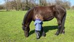 Op zoek naar een lief verzorgpaard? 🐴, Dieren en Toebehoren, Paarden, Recreatiepaard, 11 jaar of ouder, Merrie, Minder dan 160 cm