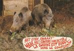 EVERZWIJNEN, Verzenden, Ongelopen, Wild dier