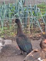 Barberie eend mannelijk zwart, Dieren en Toebehoren, Mannelijk, Eend