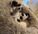 Leuke kortbenige Jack Russel pups, Dieren en Toebehoren, België, Jack Russell Terriër, CDV (hondenziekte), 8 tot 15 weken