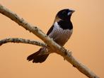 Molukkenbronzeman - Lonchura molucca molucca, Meerdere dieren, Tropenvogel