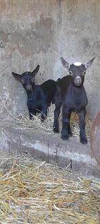 Super tamme lammetjes, Dieren en Toebehoren, Schapen, Geiten en Varkens, Geit