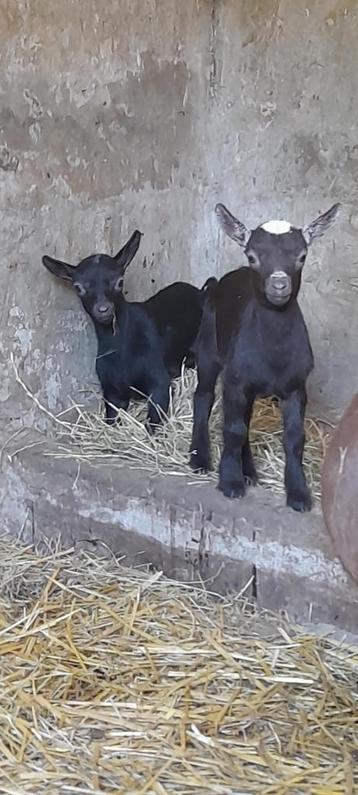Super tamme lammetjes beschikbaar voor biedingen