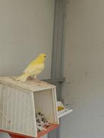 Kanaries, Dieren en Toebehoren, Vogels | Kanaries
