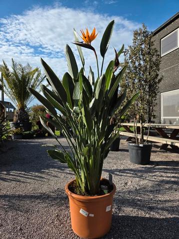 Strelitzia Reginae  beschikbaar voor biedingen