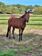 D pony merrie, Dieren en Toebehoren, Pony's, Merrie, Dressuurpony, Zadelmak, 3 tot 6 jaar
