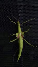 Verschillende soorten wandelende takken, Dieren en Toebehoren, Wandelende tak