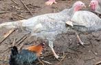 Blauwe Kalkoenhaan, Dieren en Toebehoren, Pluimvee