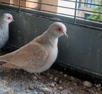Schattig diamandduifjes, van dit nestje van een paar maanden, Animaux & Accessoires, Oiseaux | Pigeons