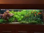 Stopzetting hobby Aquarium + Toebehoren, Dieren en Toebehoren, Ophalen, Zo goed als nieuw