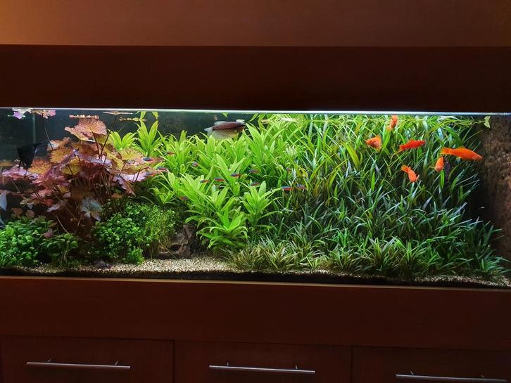 Stopzetting hobby Aquarium + Toebehoren, Dieren en Toebehoren, Vissen | Aquaria en Toebehoren, Zo goed als nieuw, Ophalen