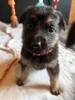 Duitse herder, Dieren en Toebehoren, België, CDV (hondenziekte), 8 tot 15 weken, Teef