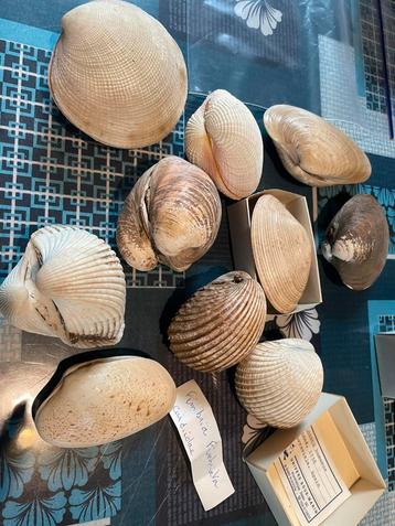Coquillages, Collections, Enlèvement ou Envoi, Coquillage(s)