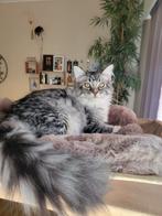 Maine Coon kitten - mag verhuizen, Dieren en Toebehoren, Kater, Gechipt, 0 tot 2 jaar
