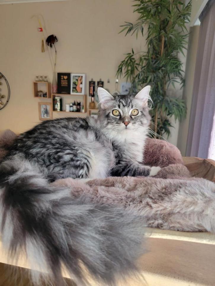 Maine Coon kitten - mag verhuizen, Dieren en Toebehoren, Katten en Kittens | Raskatten | Langhaar, Kater, 0 tot 2 jaar, Met stamboom