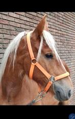 Kruising f2 Vlaams paard x trekpaard jaarling, Merrie, 0 tot 2 jaar, Gechipt, Onbeleerd