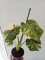 Monstera green snow, Huis en Inrichting, Kamerplanten, Ophalen of Verzenden