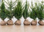 Taxus baccata, Ophalen, Taxus