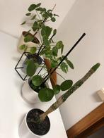 Kamer plant, Huis en Inrichting, Kamerplanten, Ophalen
