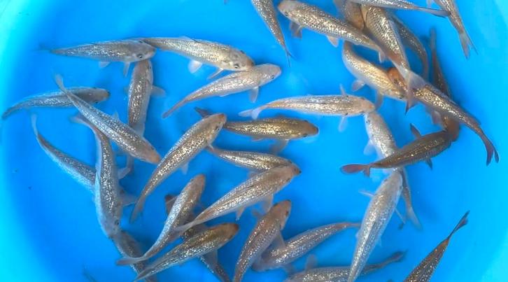 Marusei ginrin chagoi, Dieren en Toebehoren, Vissen | Vijvervissen