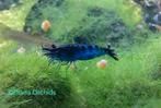 Nieuwe Blue Zebra Neocaridina Garnalen * Oudenburg