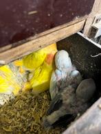 Jonge baby dwergpapegaaien, Dieren en Toebehoren, Vogels | Parkieten en Papegaaien, Geslacht onbekend, Dwergpapegaai of Agapornis